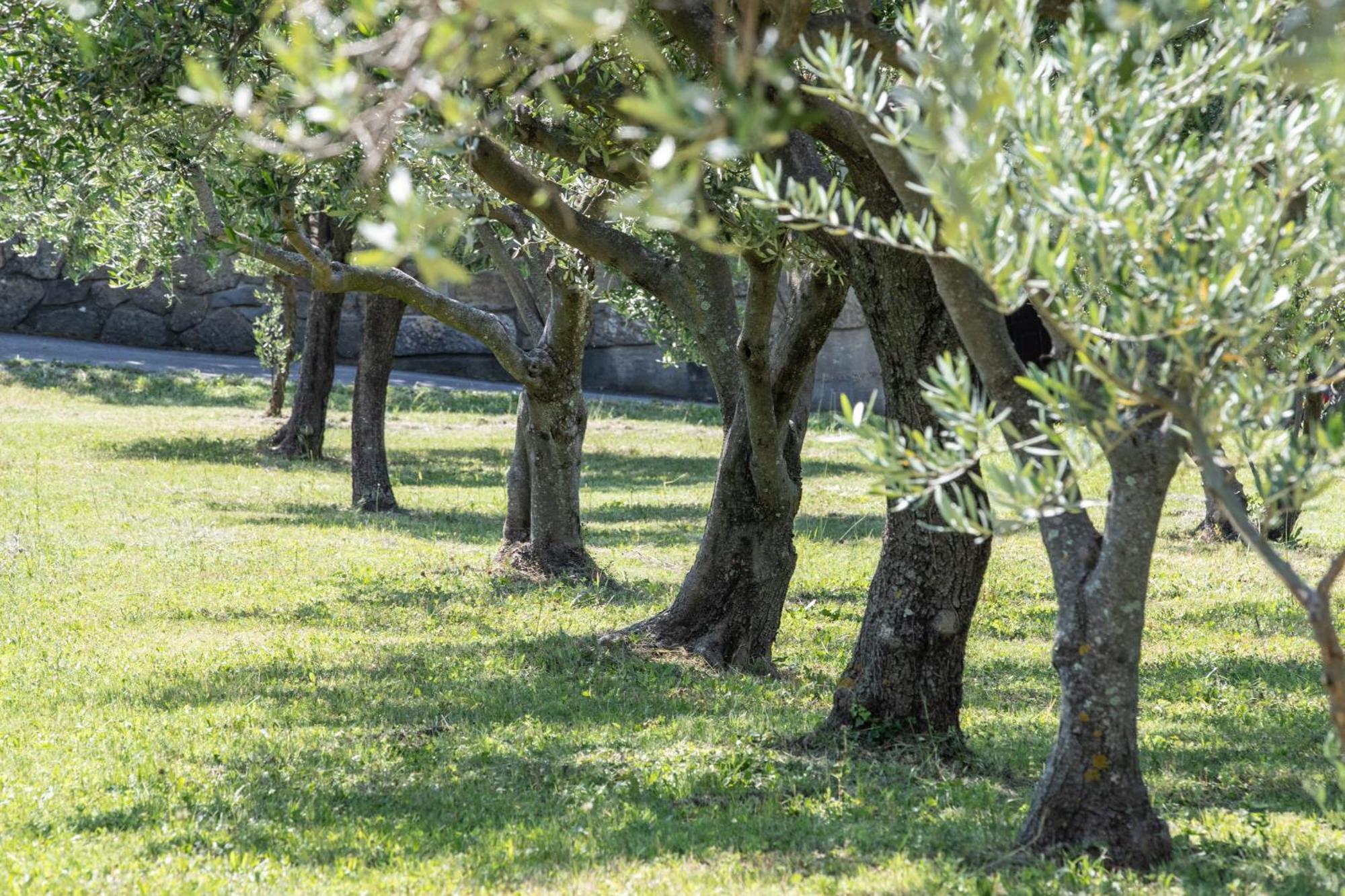 Affittacamere Cigui Muggia Luaran gambar